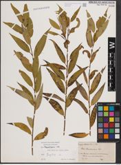 Foto von Salix fragilis L.